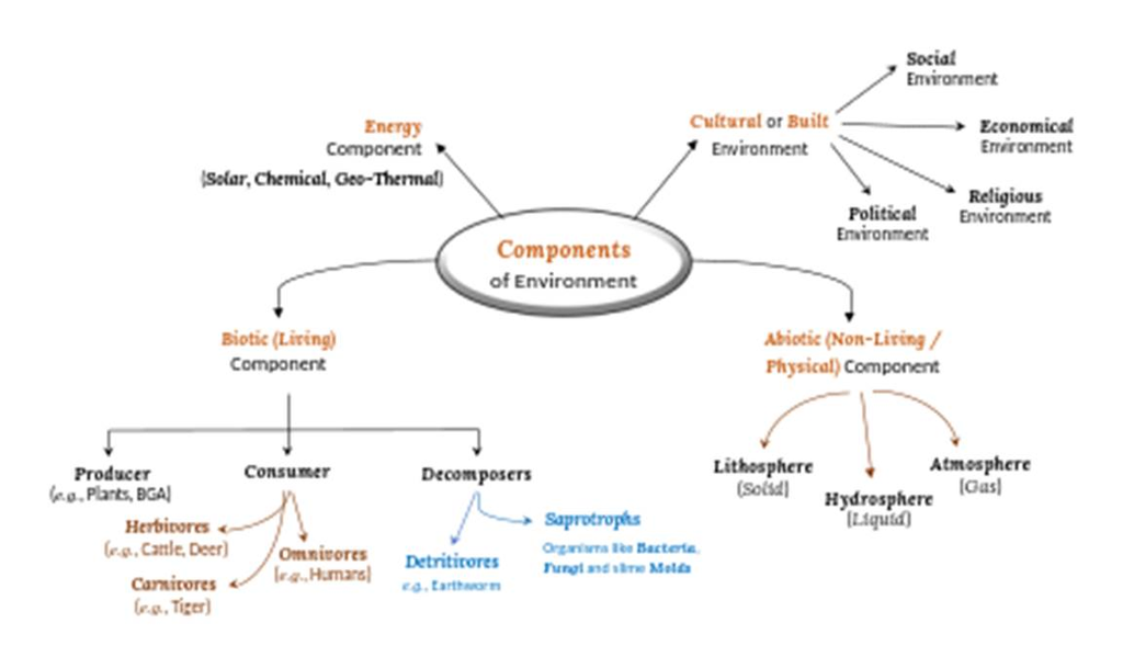 Fig. Mind-map of the four components of the environment — Biotic, Abiotic, Energy, and Cultural / Built — with sub-categories and examples.