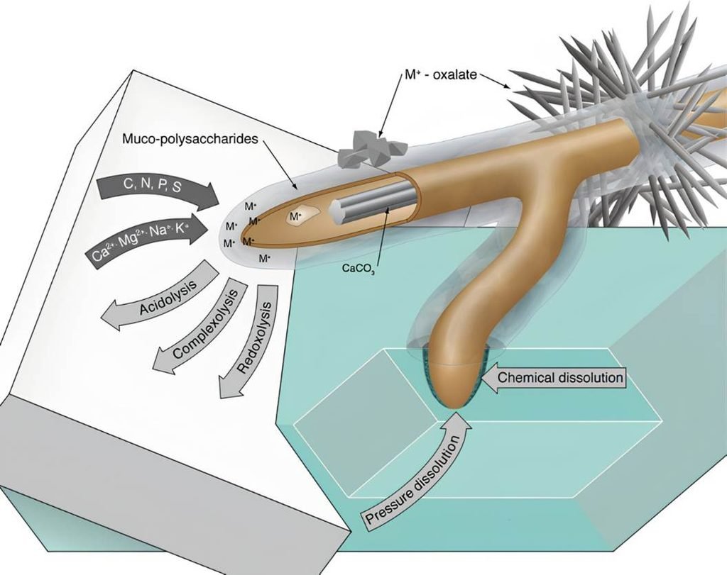 Fig. Root-tip weathering: acidolysis, complexolysis, redoxolysis and pressure dissolution — the four mechanisms by which roots and lichens biogeochemically break down rock.