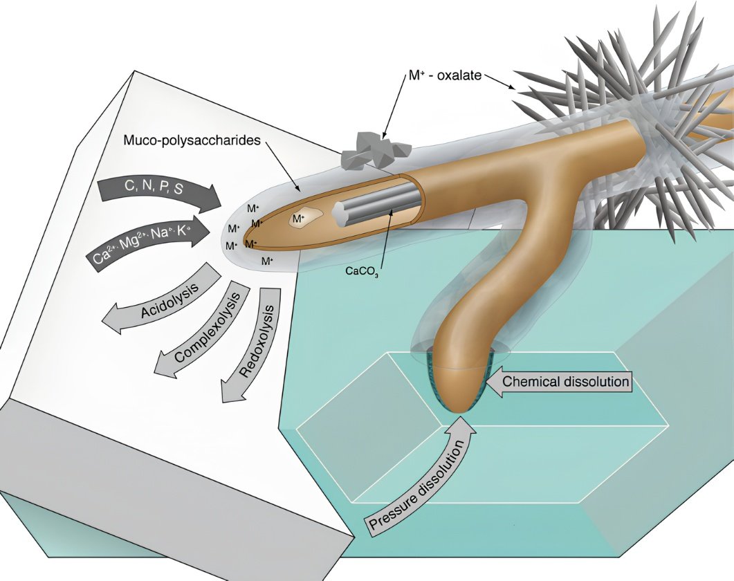 Biological weathering diagram showing acidolysis, complexolysis, redoxolysis and pressure-related mineral dissolution