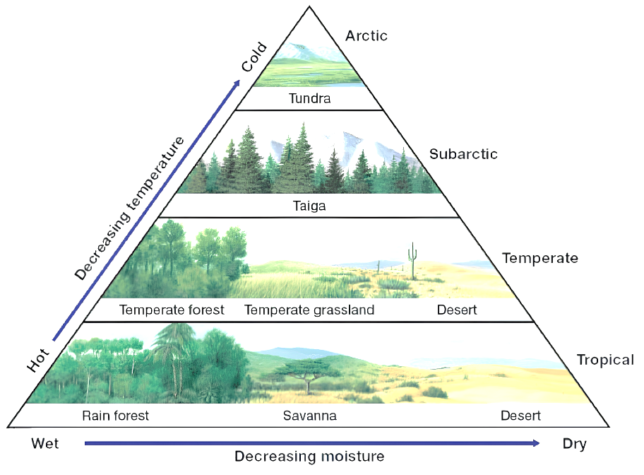 Original biome diagram relating temperature and moisture to tundra, taiga, temperate forest, grassland, rain forest, savanna and desert.