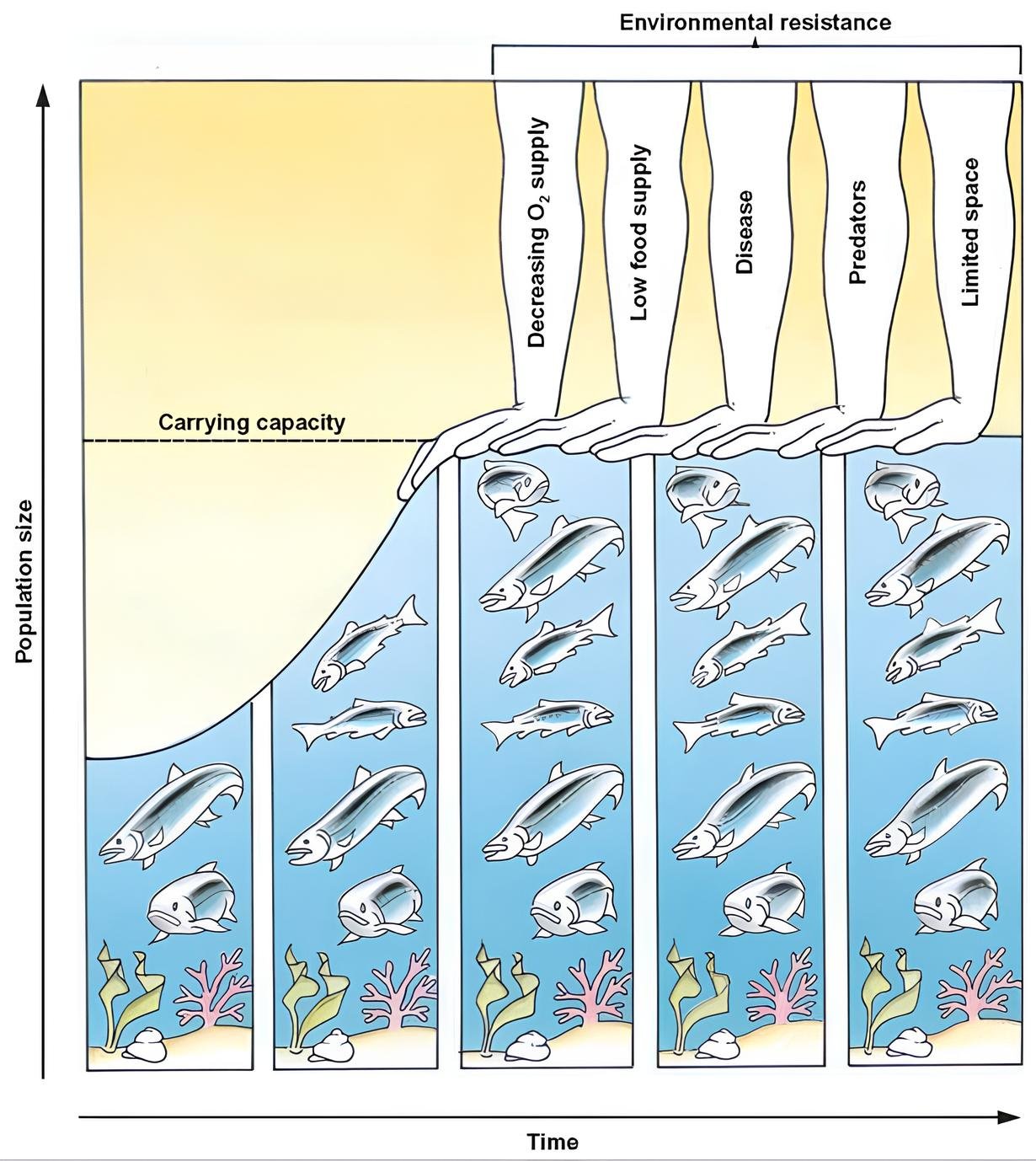 Original carrying-capacity illustration: decreasing oxygen supply, low food supply, disease, predators and limited space act as environmental resistance. Population size rises and levels at carrying capacity over time.