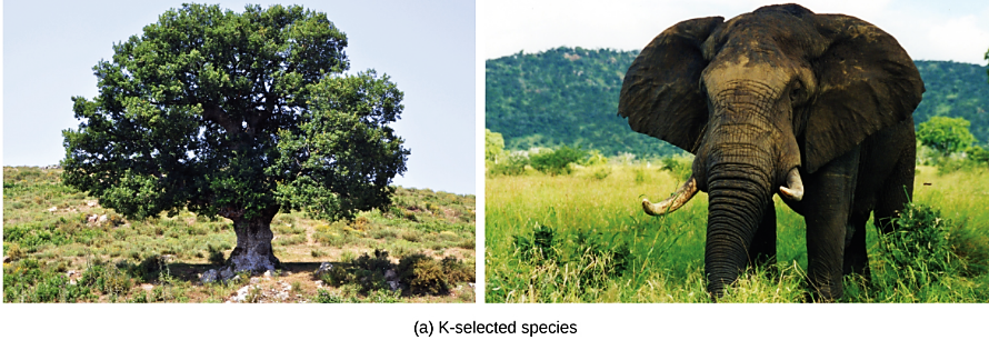 Original K-selected examples shown in the source: tree and elephant.