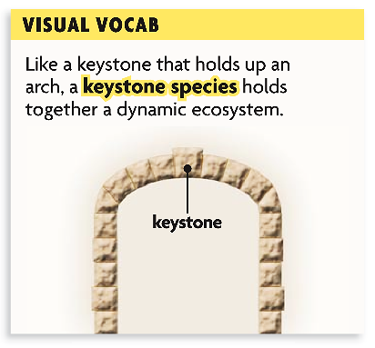 Original keystone analogy: a keystone species is compared to the stone holding up an arch.