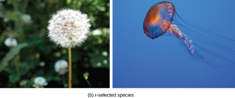 Original examples of r-selected species: dandelion and jellyfish.