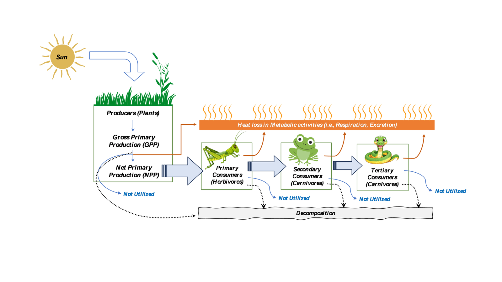 Original single-channel illustration: sunlight reaches plants, followed by primary, secondary and tertiary consumers. It also depicts not-utilized energy, decomposition and heat-loss arrows.