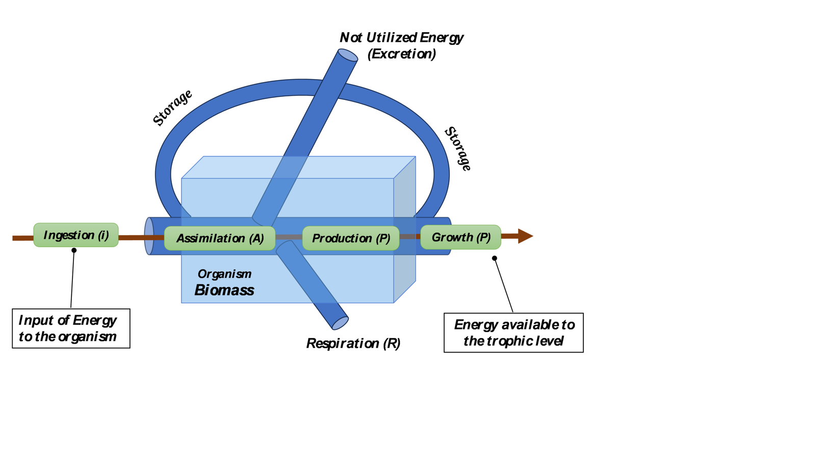 Original universal model showing ingestion, assimilation, production, growth, organism biomass, storage, respiration and not-utilized energy.