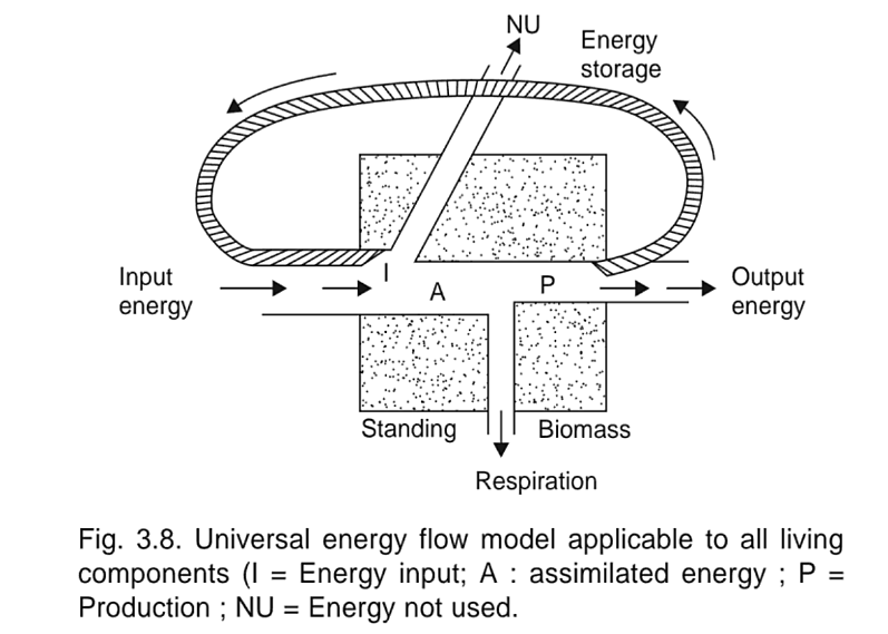 Original universal-model symbols: I energy input, A assimilated energy, P production, NU energy not used; storage, standing biomass and respiration are shown.
