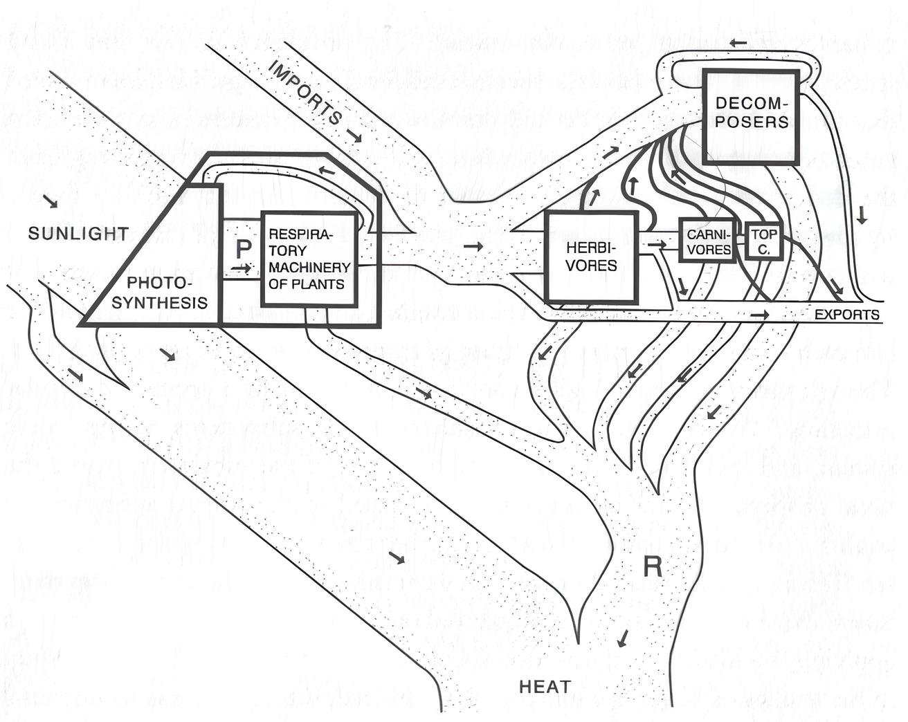 Original Y-shaped diagram showing producer, herbivore and decomposer pathways, with heat loss.