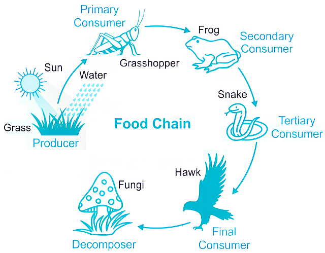 Source food-chain diagram linking grass, grasshopper, frog, snake, hawk and fungi.