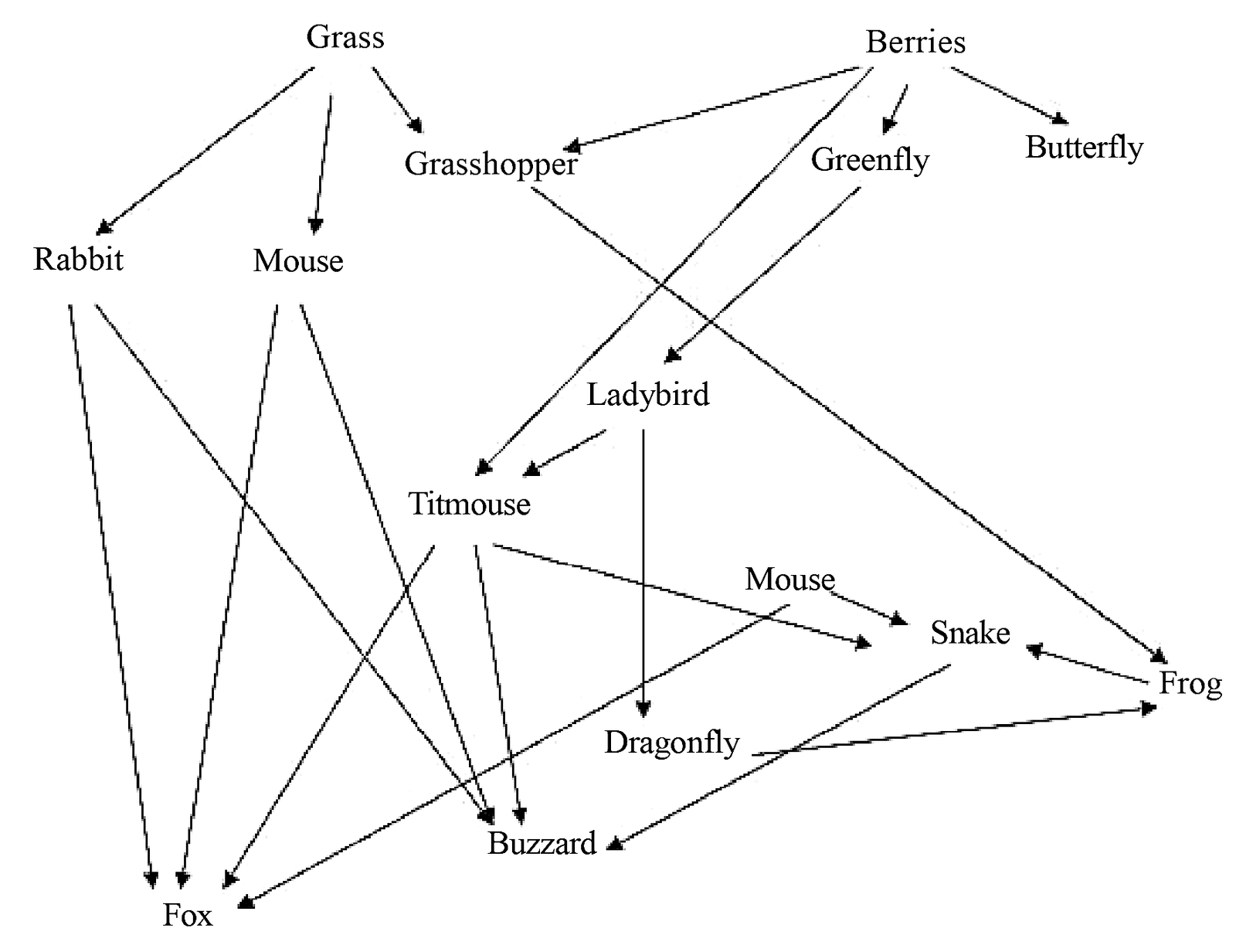 Original food web showing interwoven feeding relationships among grass, berries, insects, birds and other animals.