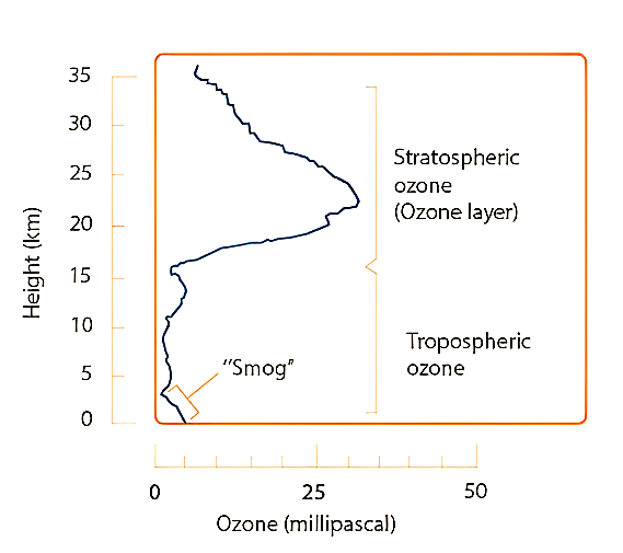 Vertical distribution of stratospheric and tropospheric ozone.